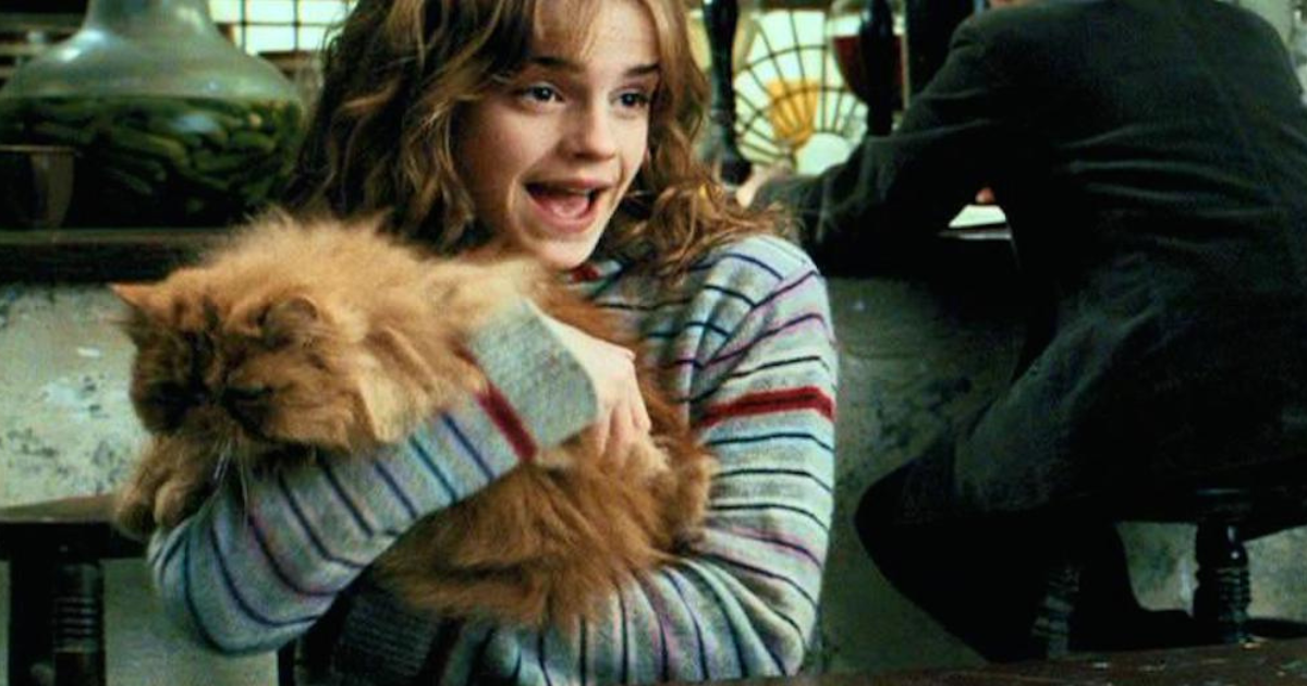 10 MELHORES nomes para gatos inspirados em 'Harry Potter'