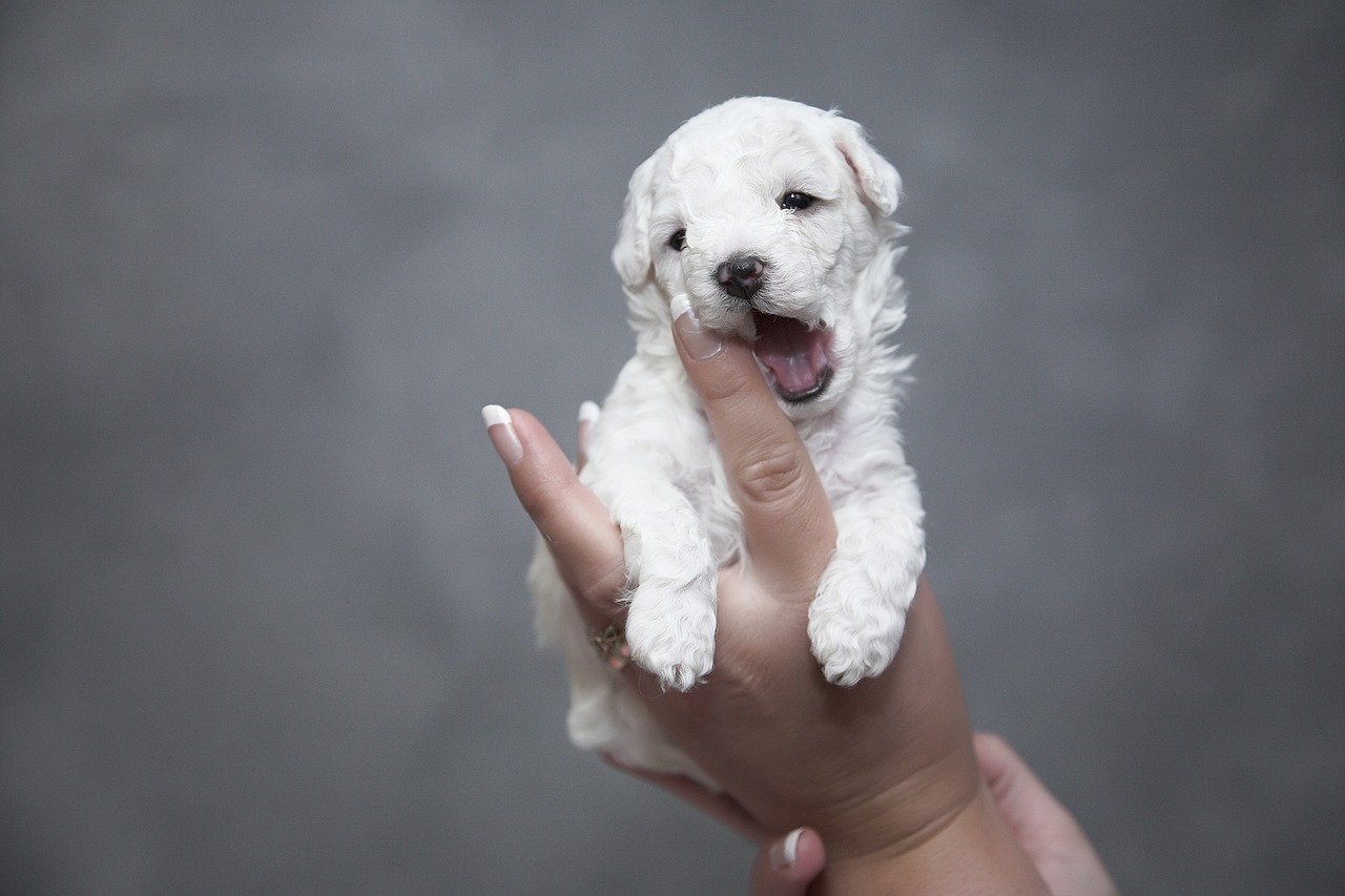 Saiba como calcular a idade real dos seus animais de estimação