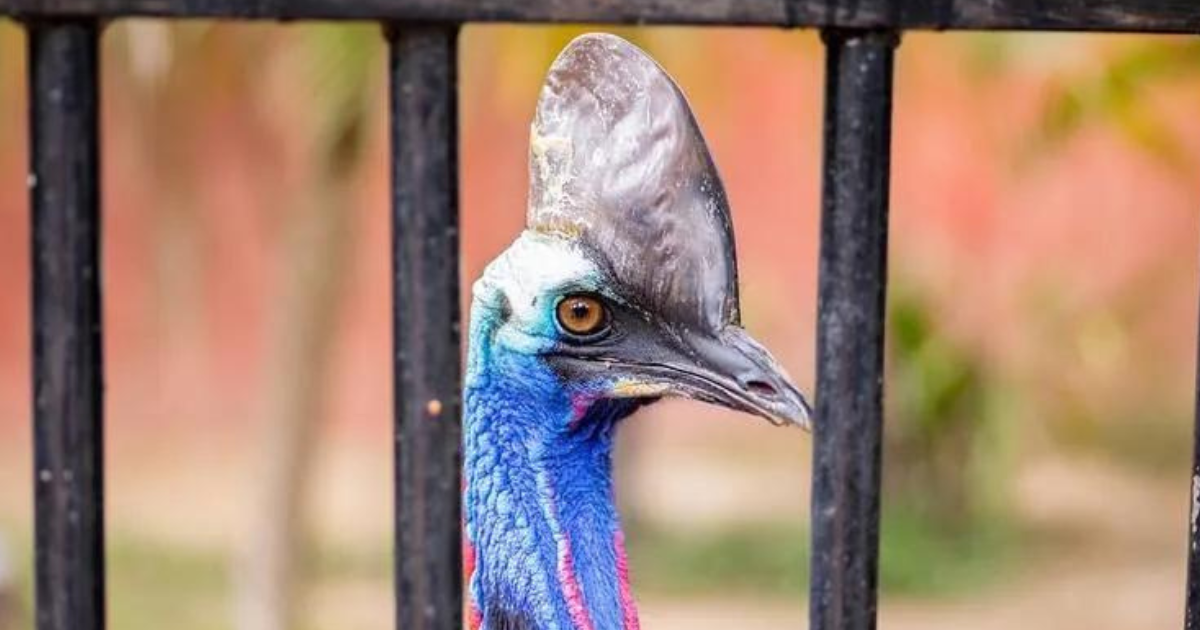 Ave gigante de 1,80m, a mais letal do mundo, nasce no Reino Unido