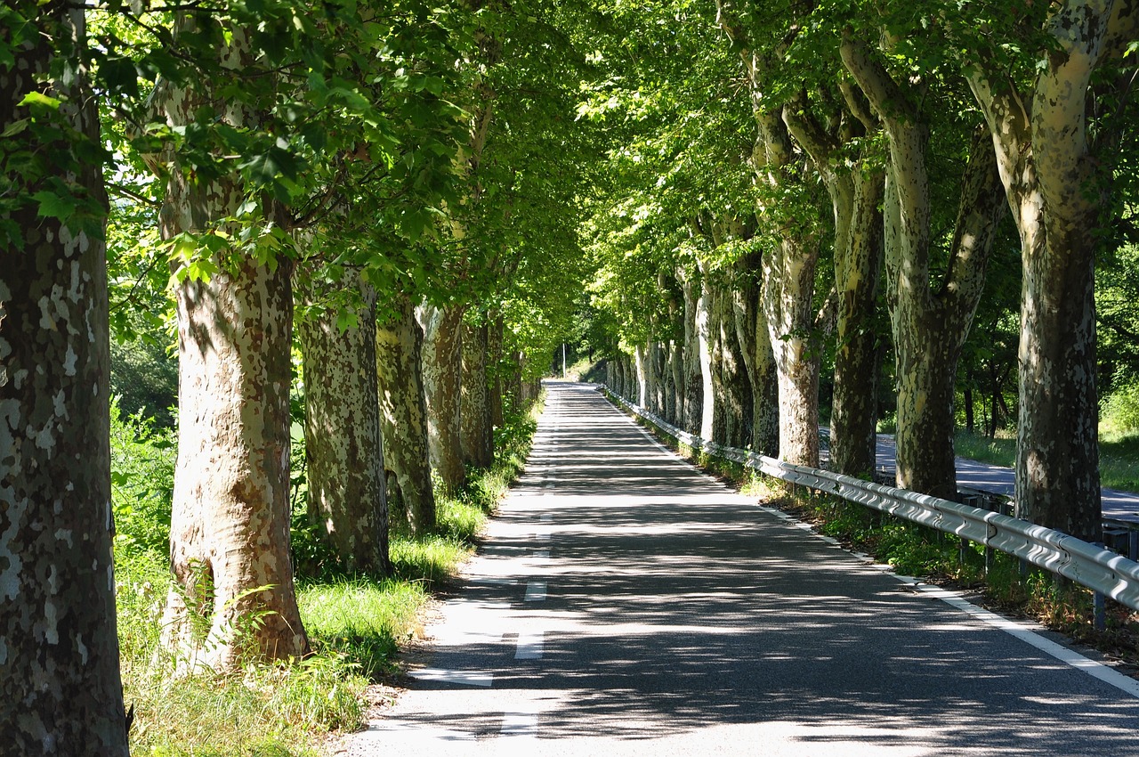Surpresa! Esta é a cidade mais arborizada do Brasil