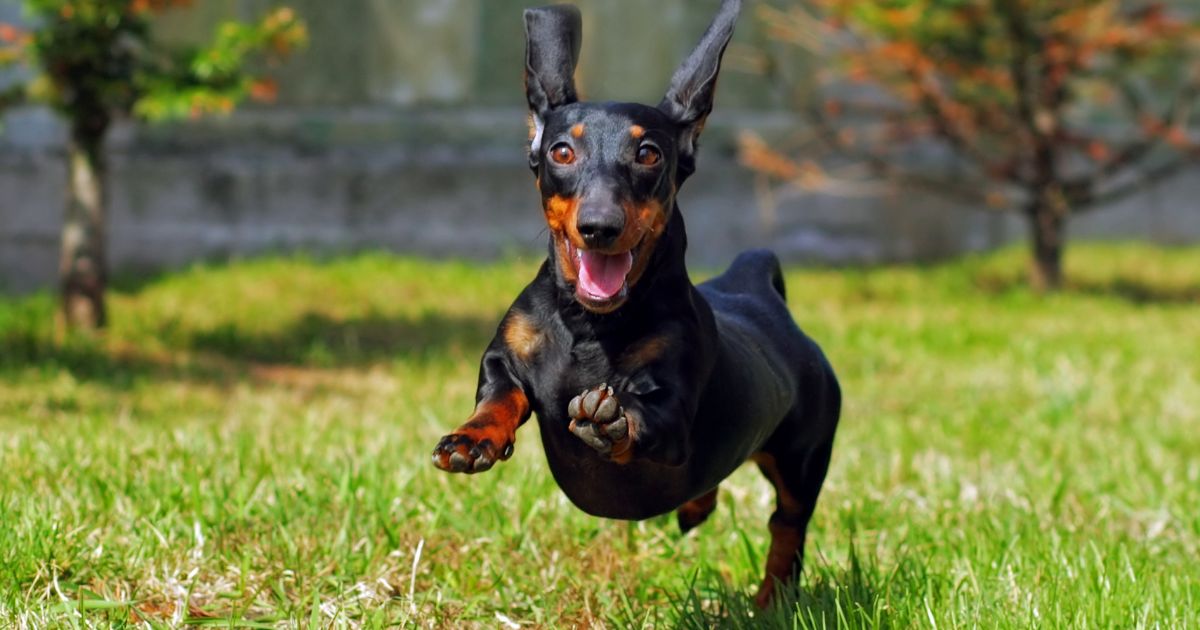 Seu cachorro é feliz com você? Estes 8 sinais indicam que sim
