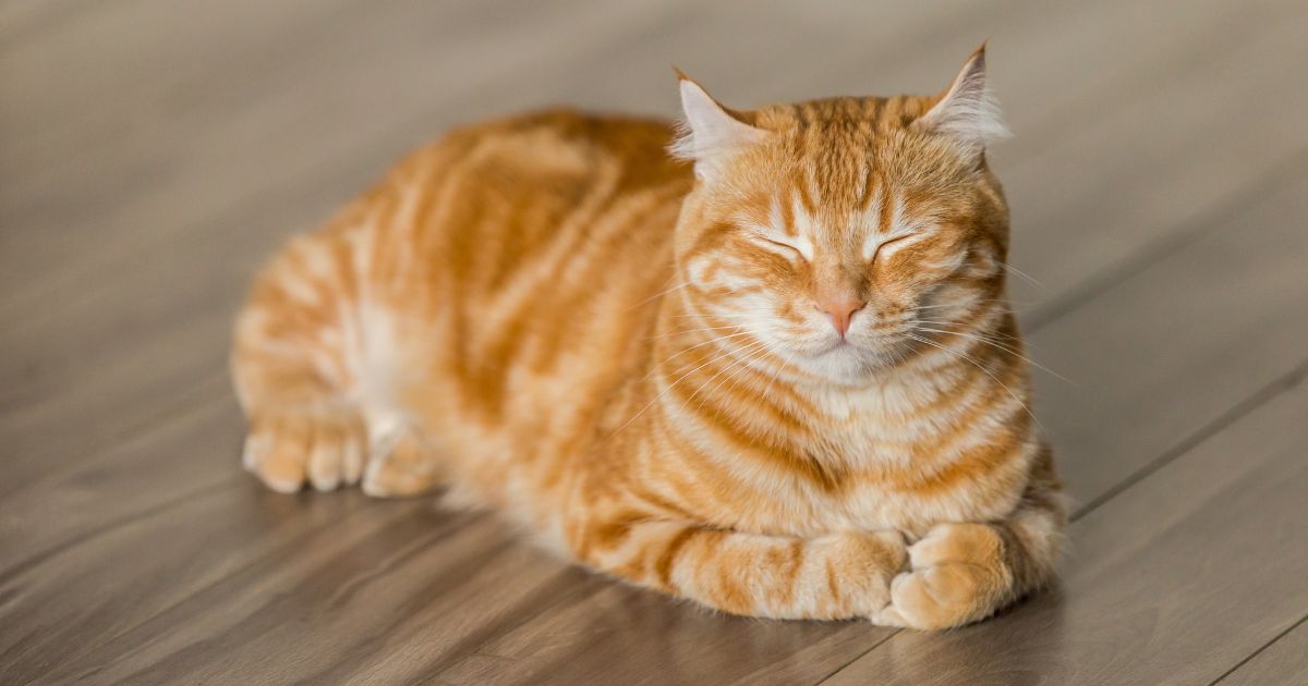 Todos os gatos cor de laranja são machos? Descubra a verdade por trás do mito
