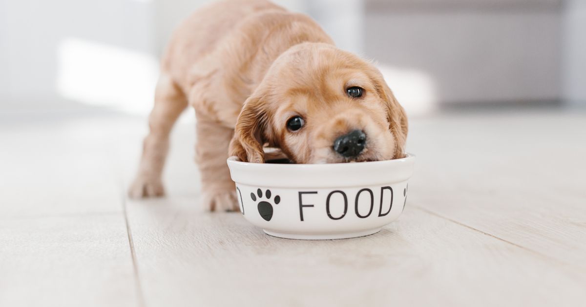 Pets enjoam da ração? Descubra o que pode estar por trás da falta de apetite