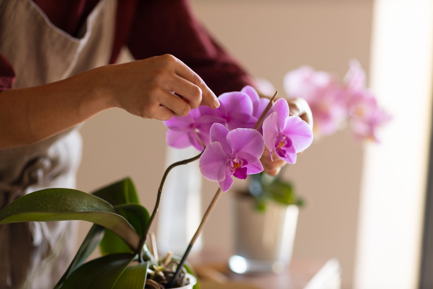 Descubra quais plantas podem melhorar seu bem-estar diariamente