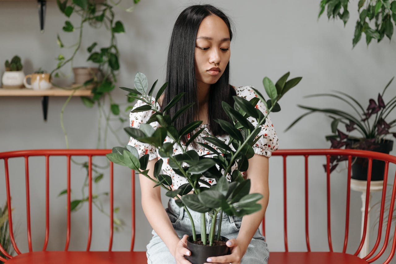 Quem tem esta planta em casa pode afirmar: ela aumenta a prosperidade e traz harmonia para o lar