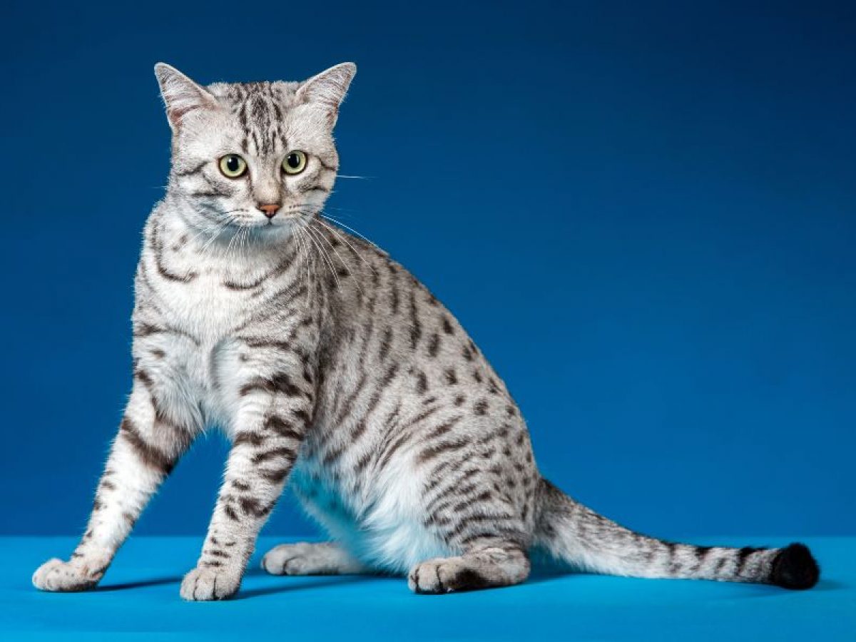 Gato mau egípcio: conheça a raça mais rápida do mundo e quanto custa