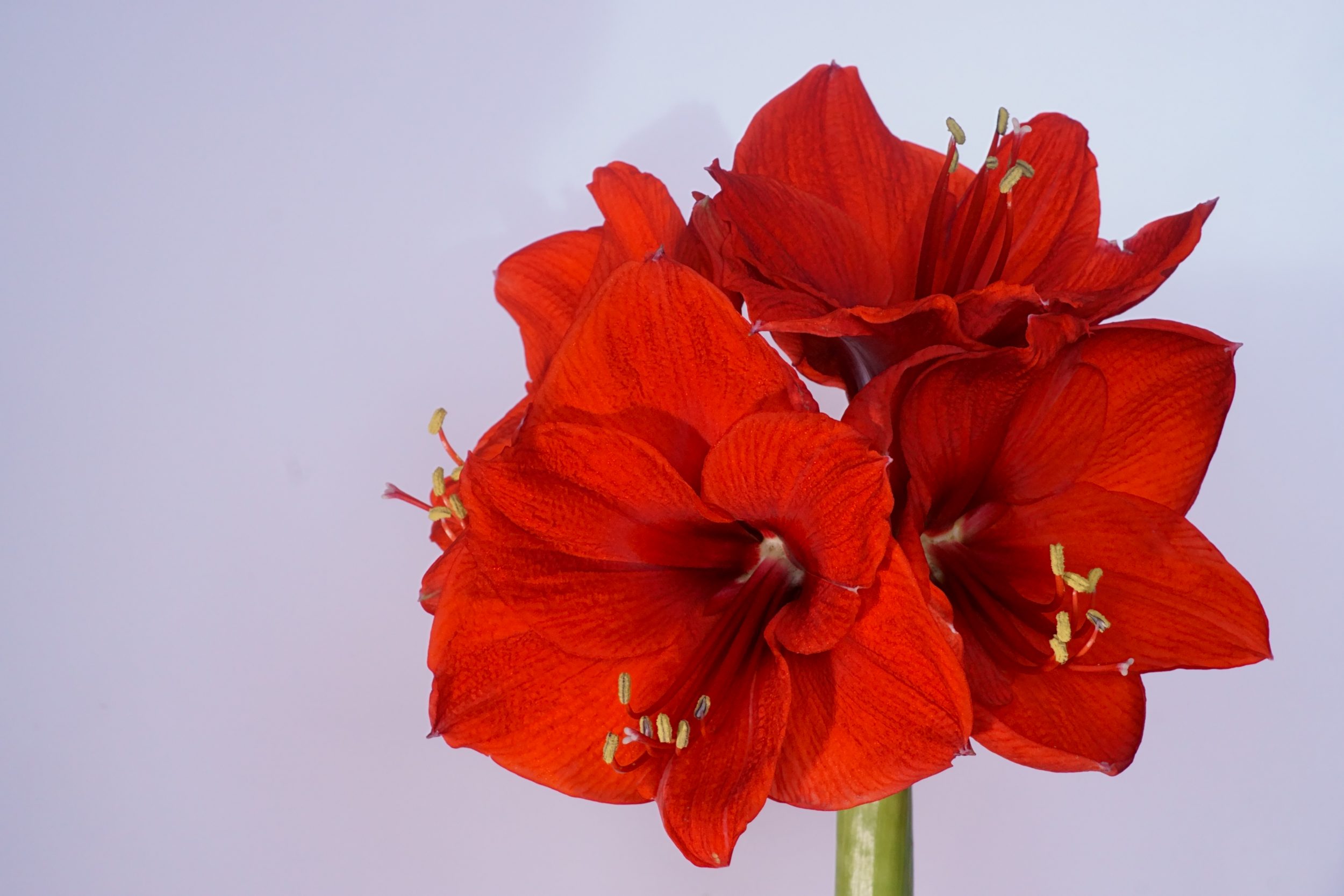 Cheiro de elegância! 5 flores vermelhas para usar na sua decoração de Natal