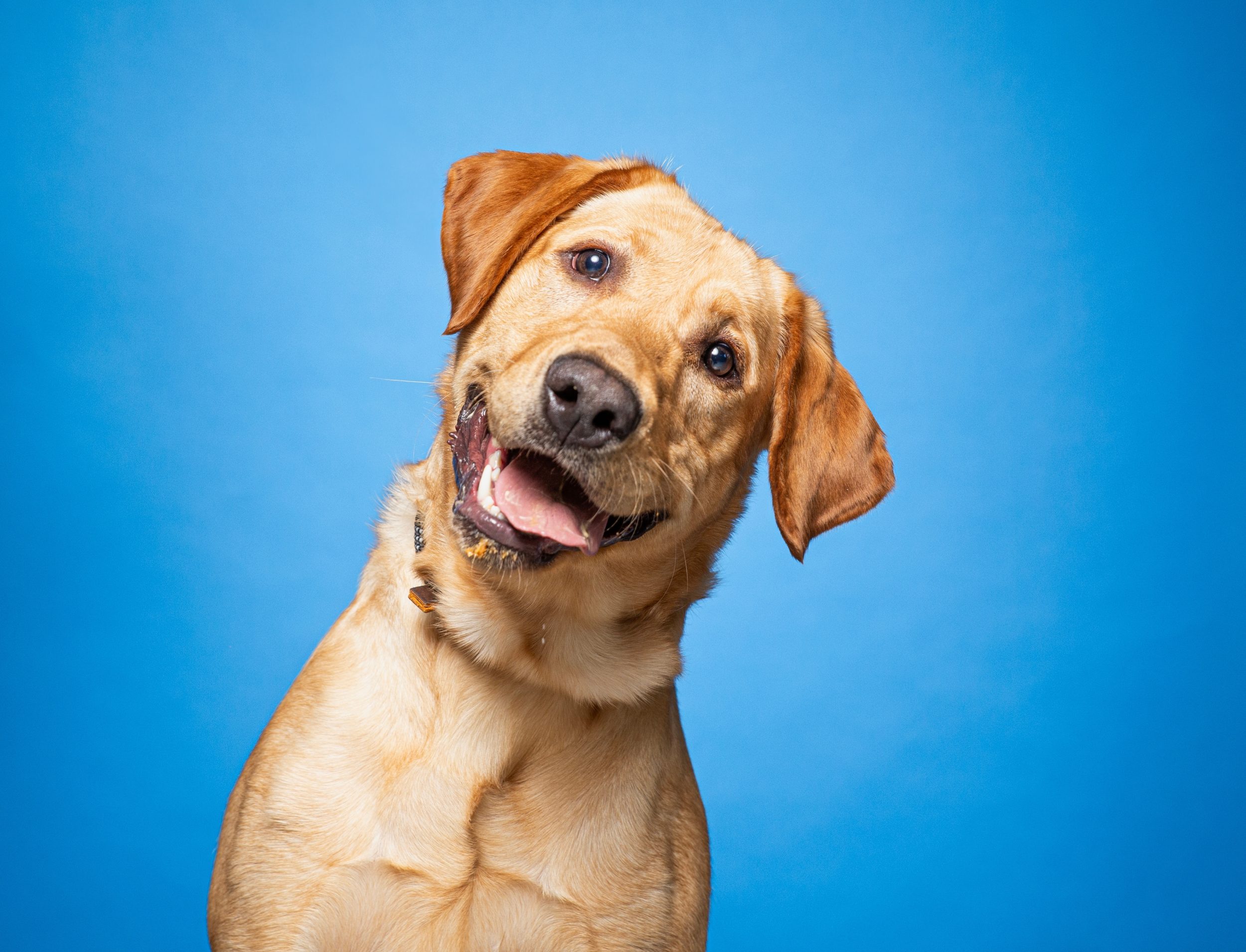 Alegria estampada no focinho! 5 gestos que seu cachorro faz quando esta muito feliz