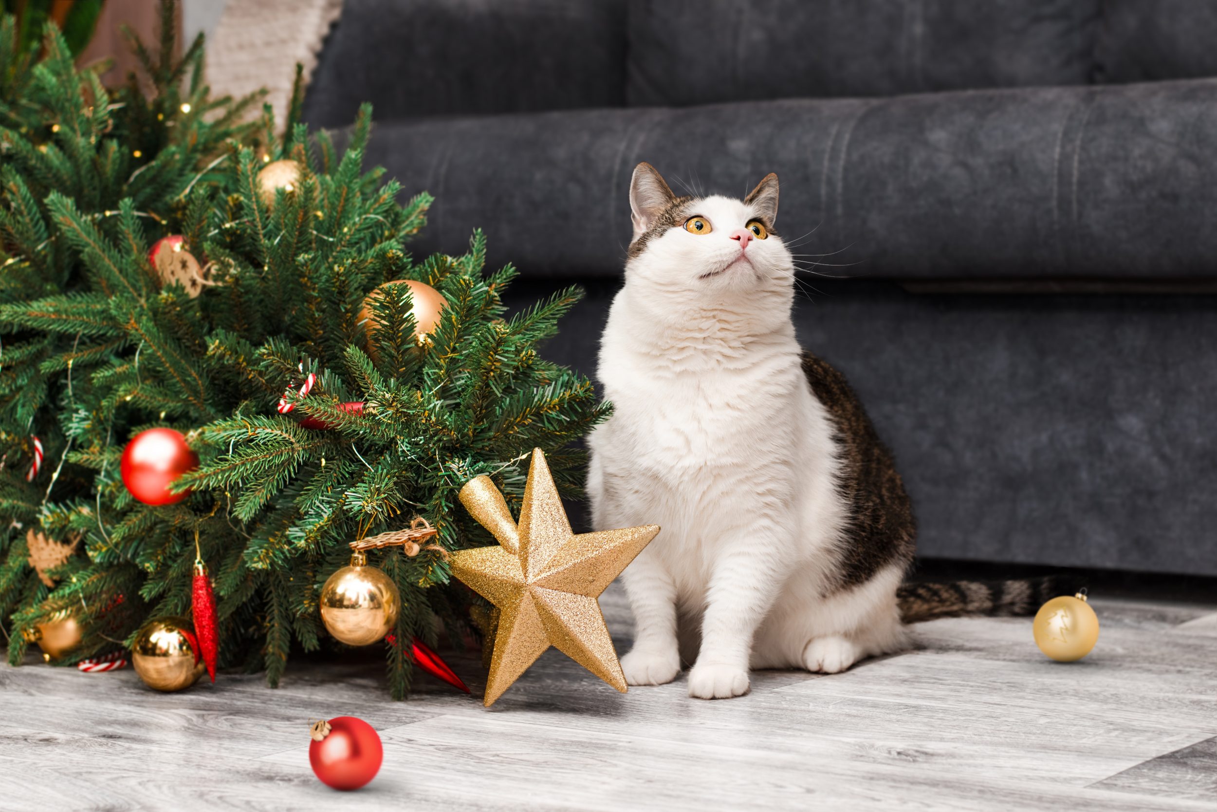 Ainda dá tempo! Como montar uma árvore de Natal à prova de gatos