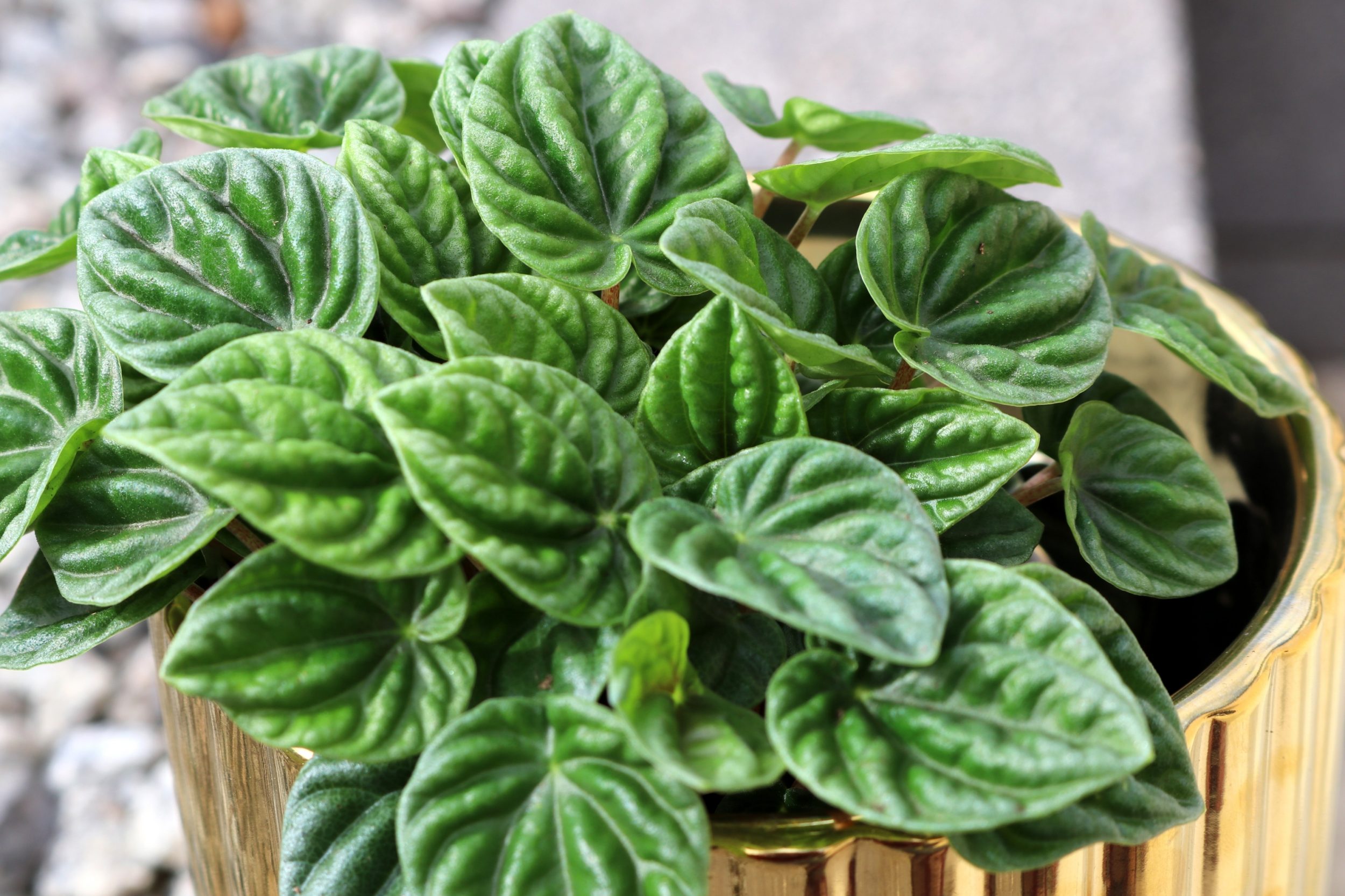 Não dão trabalho! 5 plantas fáceis de cultivar para quem tem rotina agitada