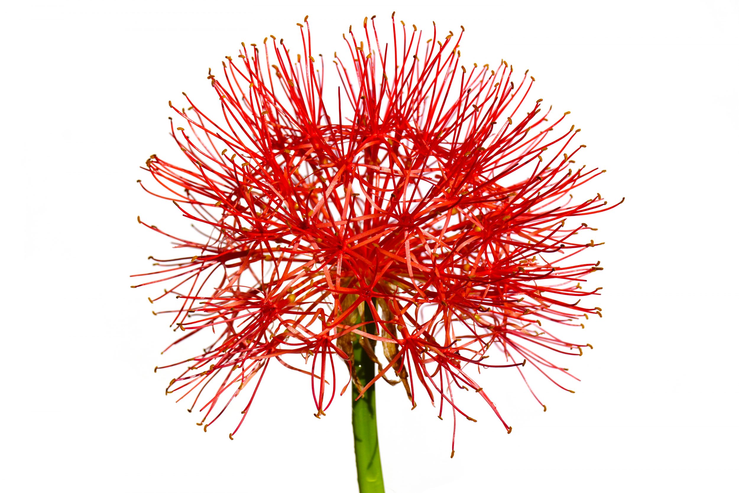 Decoração natural! Como cultivar em casa uma das plantas símbolo do Natal sem gastar muito