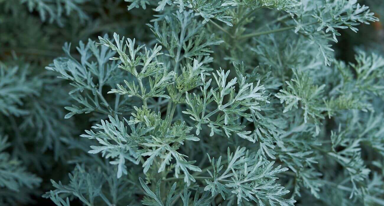 Fim das pulgas e carrapatos! Coloque estas 2 plantas no quintal e veja a mágica acontecer
