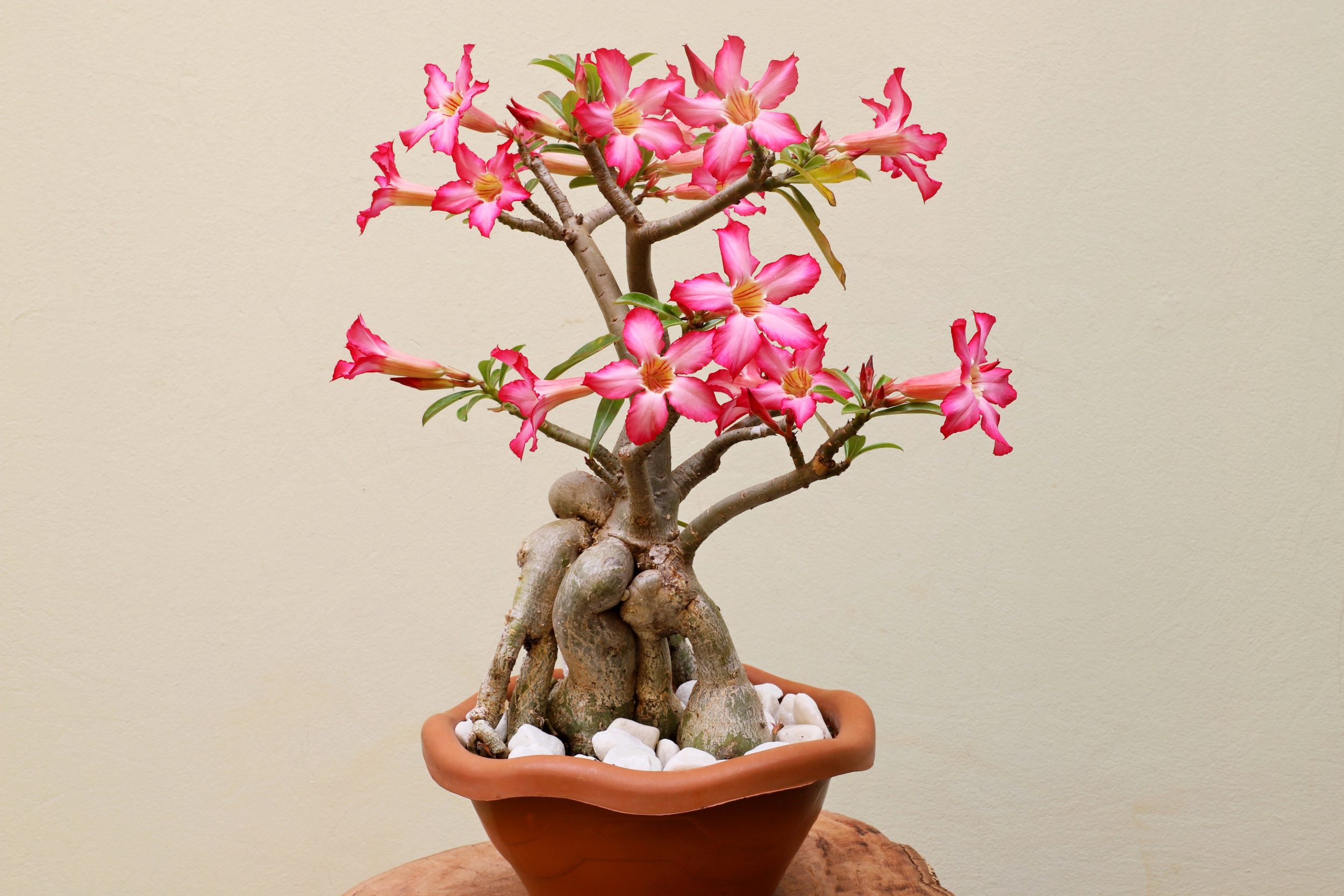 O SEGREDO que jardineiros escondem e que faz a rosa do deserto florir o ano todo