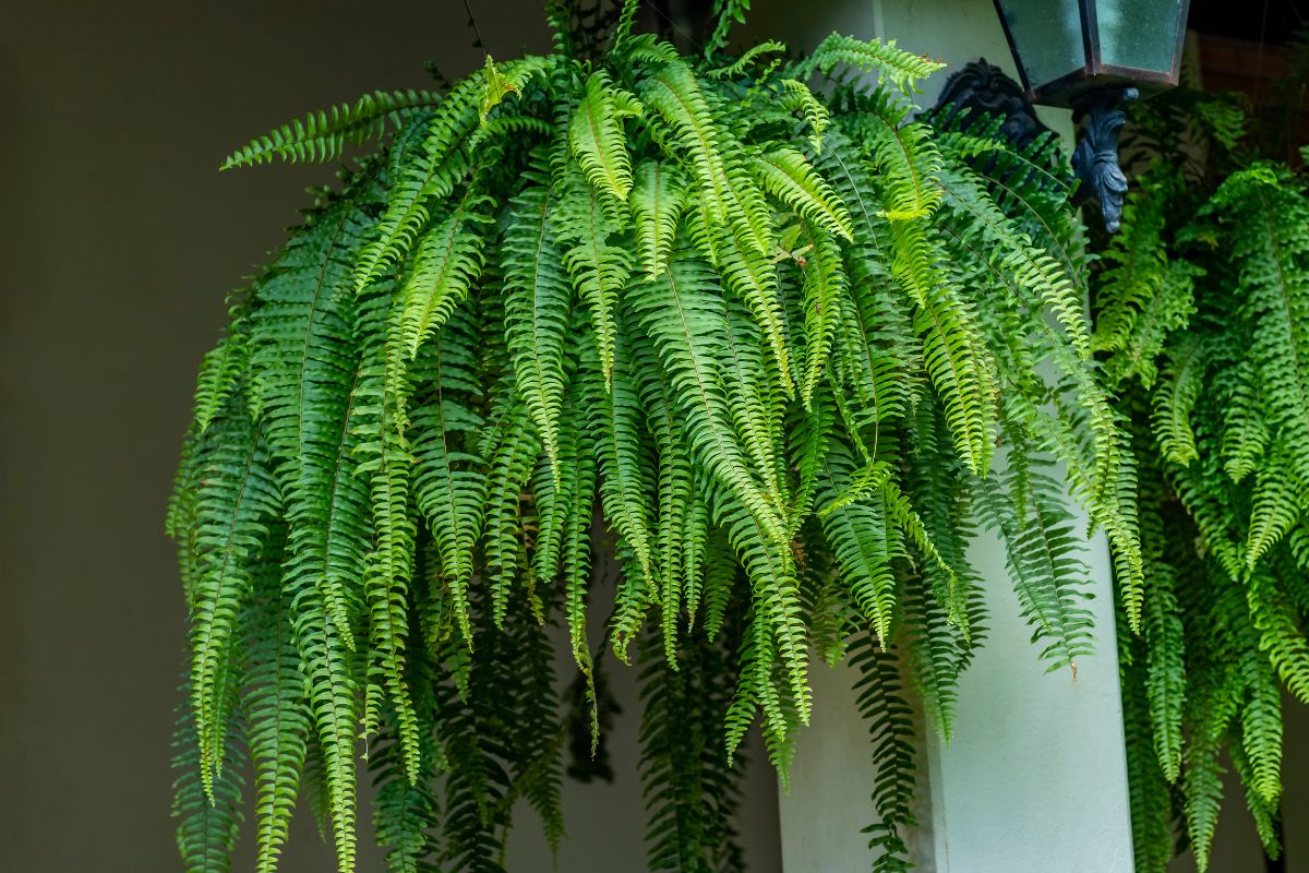 Tem estas 2 plantas em casa? Você mal sabe da SORTE que tem