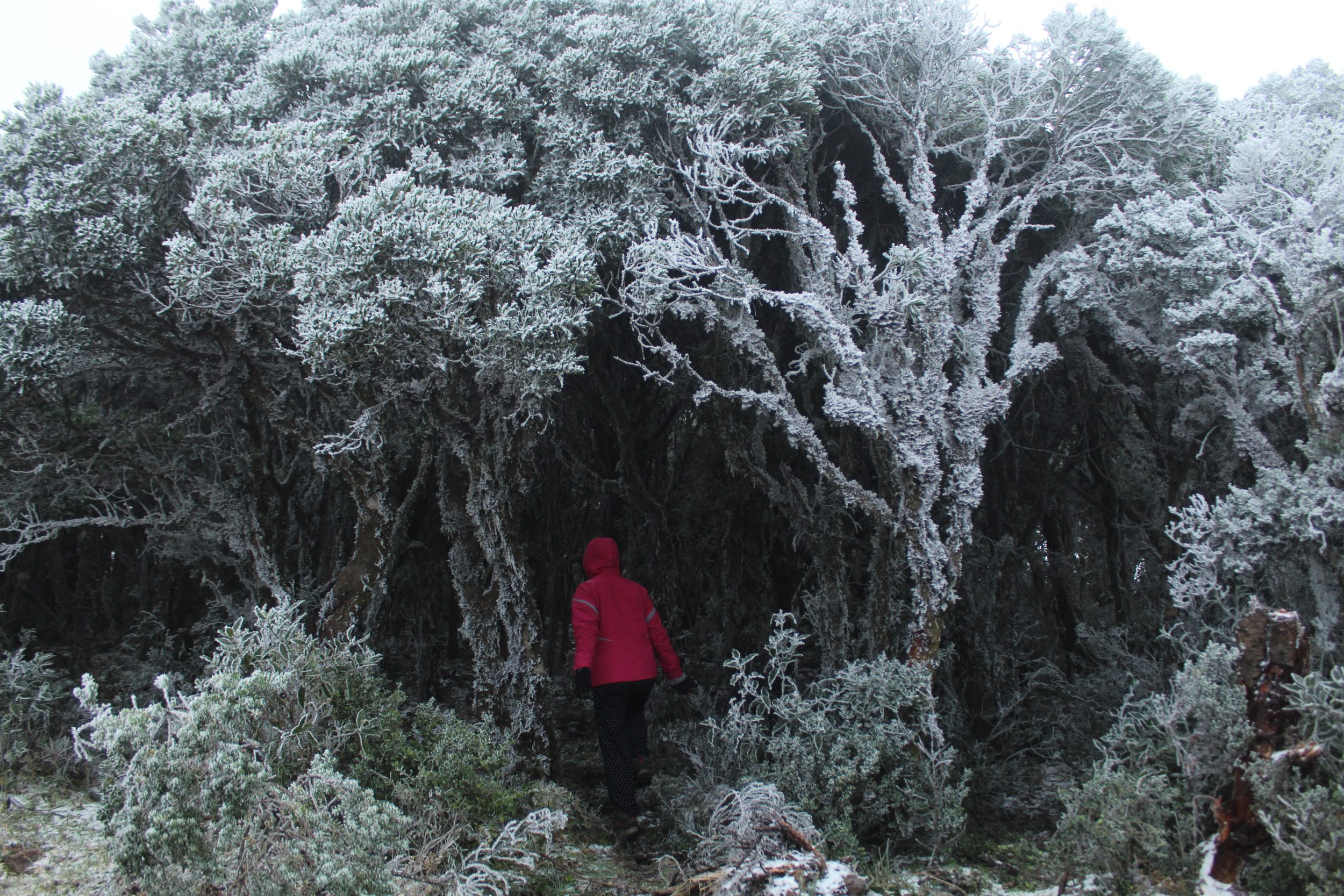 Frio de rachar! Veja as cidades brasileiras que vivem em clima de inverno