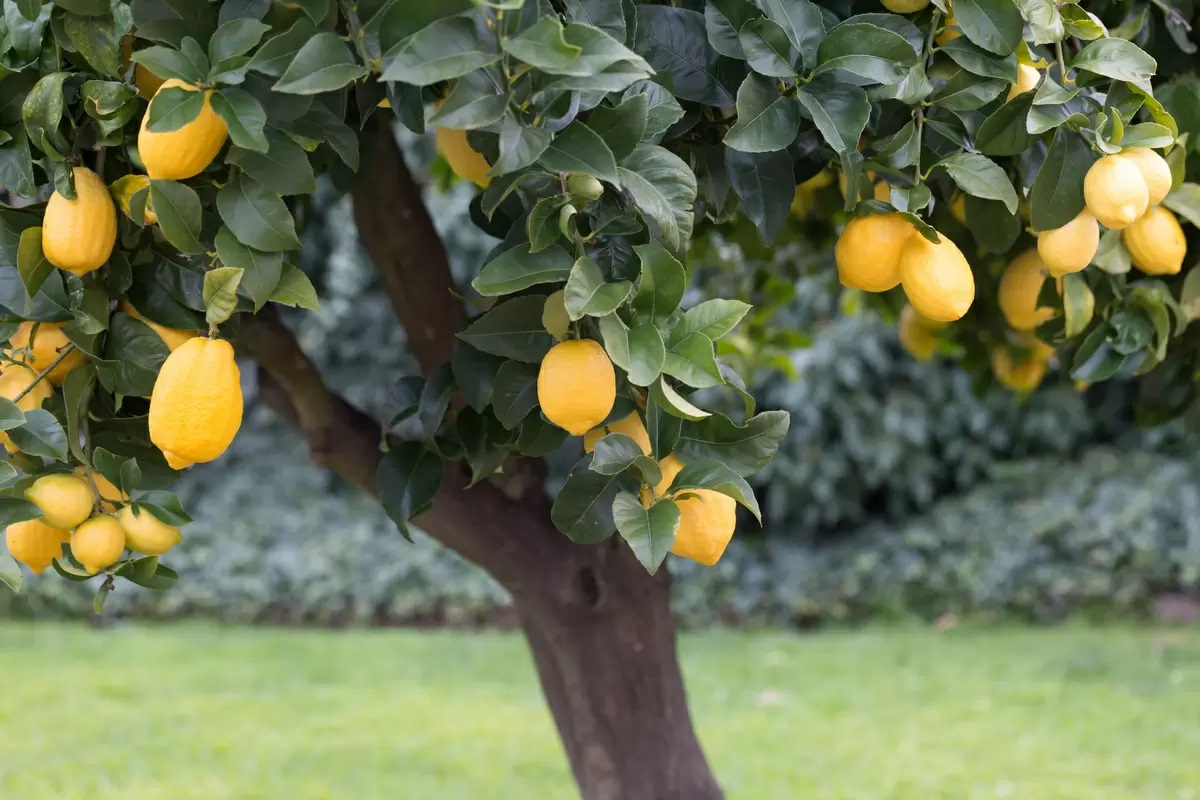 5 árvores frutíferas para quem está com espaço reduzido no quintal; frutos deliciosos e ambiente enfeitado