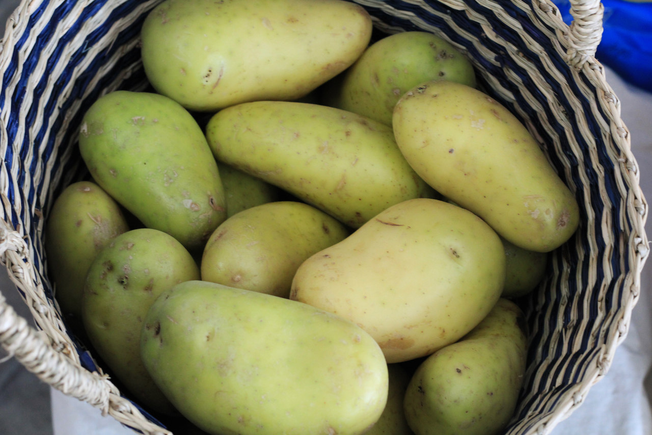 Tem amor à saúde? Então nunca coma batata se ela estiver esverdeada ou com brotos