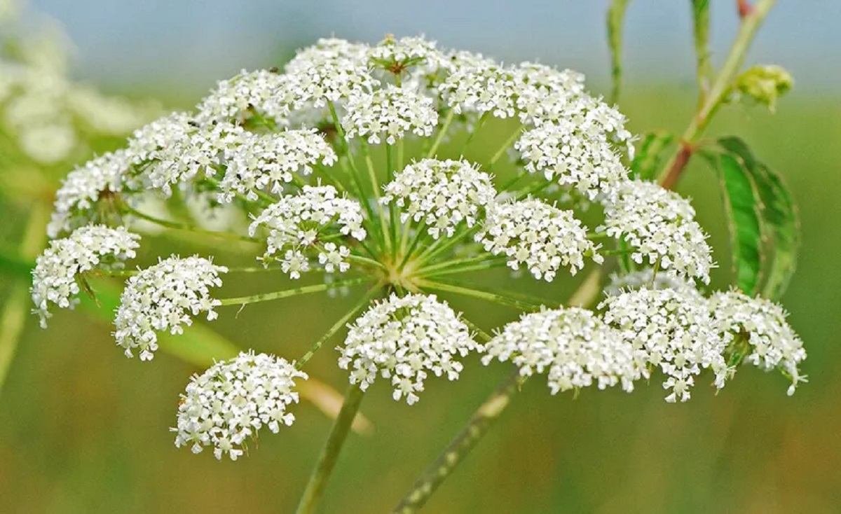 4 plantas encantadoras que escondem venenos fatais; uma delas matou Sócrates