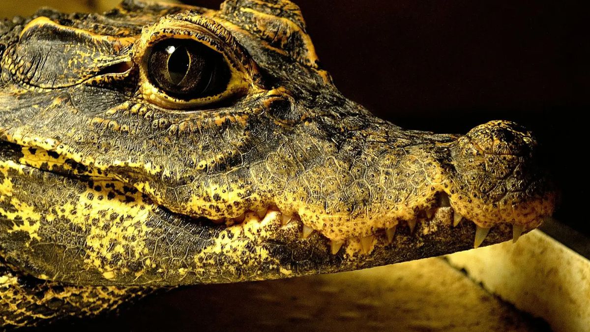 Evolução em tempo real! Crocodilos das cavernas estão se transformando em nova espécie