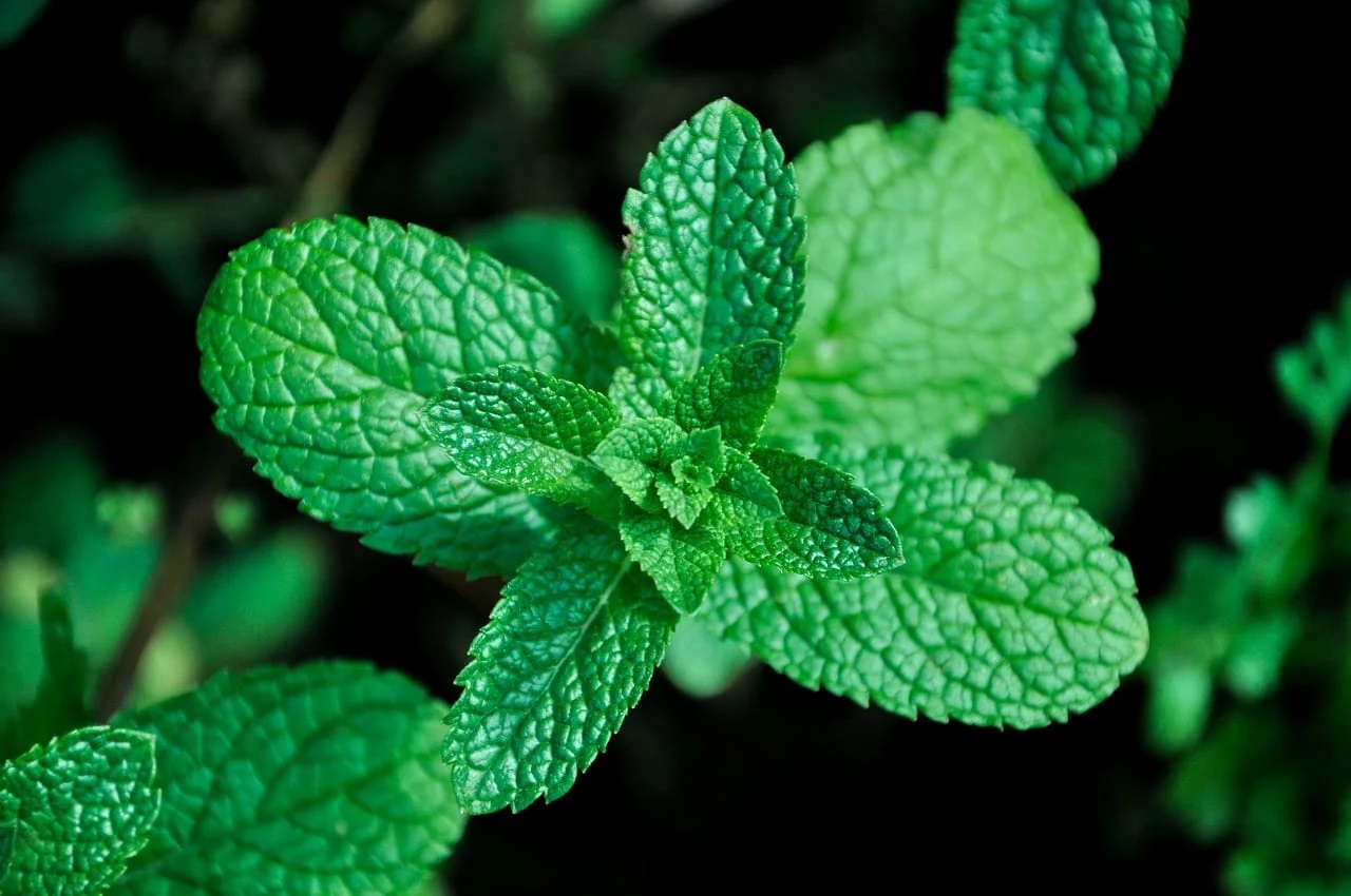 Pouca luz e fáceis de cuidar! 5 plantas ideais para pessoas que vivem sem tempo
