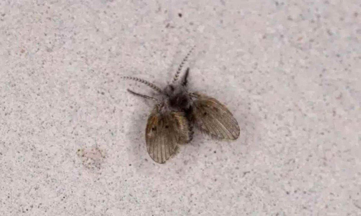 Seu banheiro está cheio de mosquinhas? Veja o que elas estão tentando te avisar