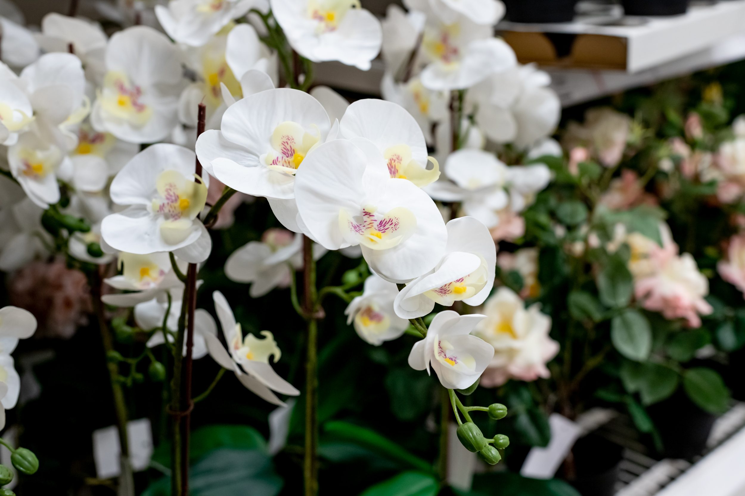 5 plantas para ter em casa se você busca prosperidade e energias positivas em 2025