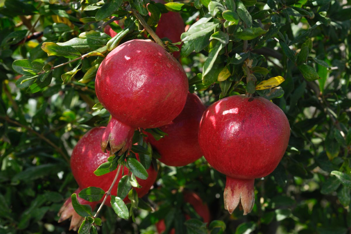 ‘Árvore da morte’ e mais! 4 árvores frutíferas problemáticas para manter LONGE do quintal