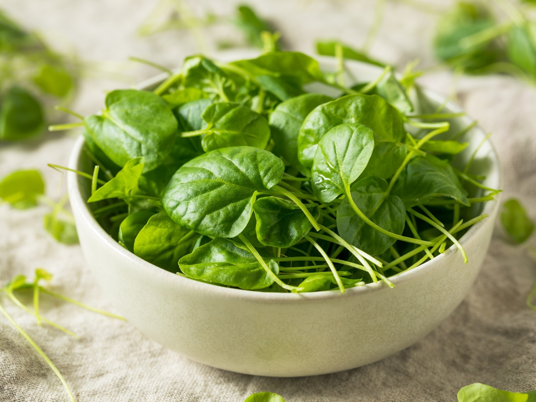Barato e fácil de achar na feira! Poucas pessoas compram o vegetal mais saudável do planeta
