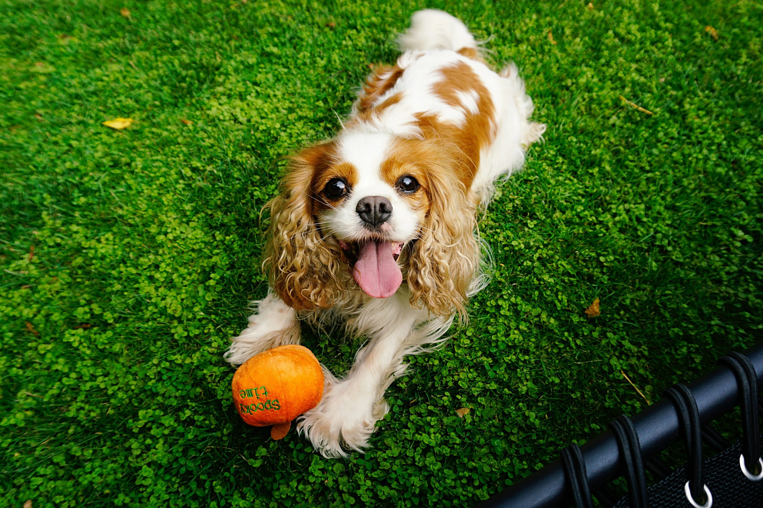 Obesidade, hérnia de disco e mais! 5 raças de cães com maior predisposição a doenças
