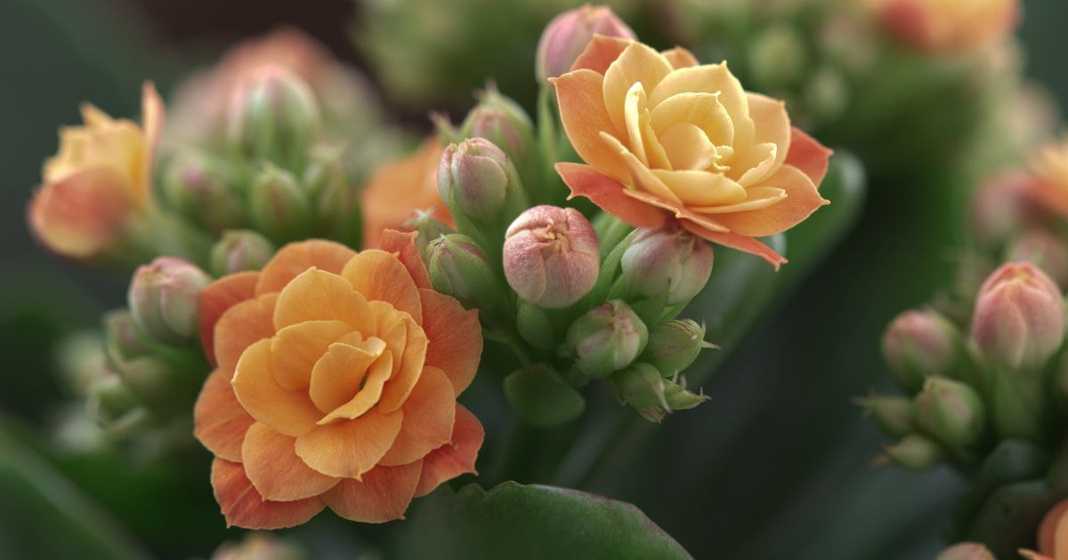 4 suculentas que dão flores e que vão dar cor e vida para sua casa