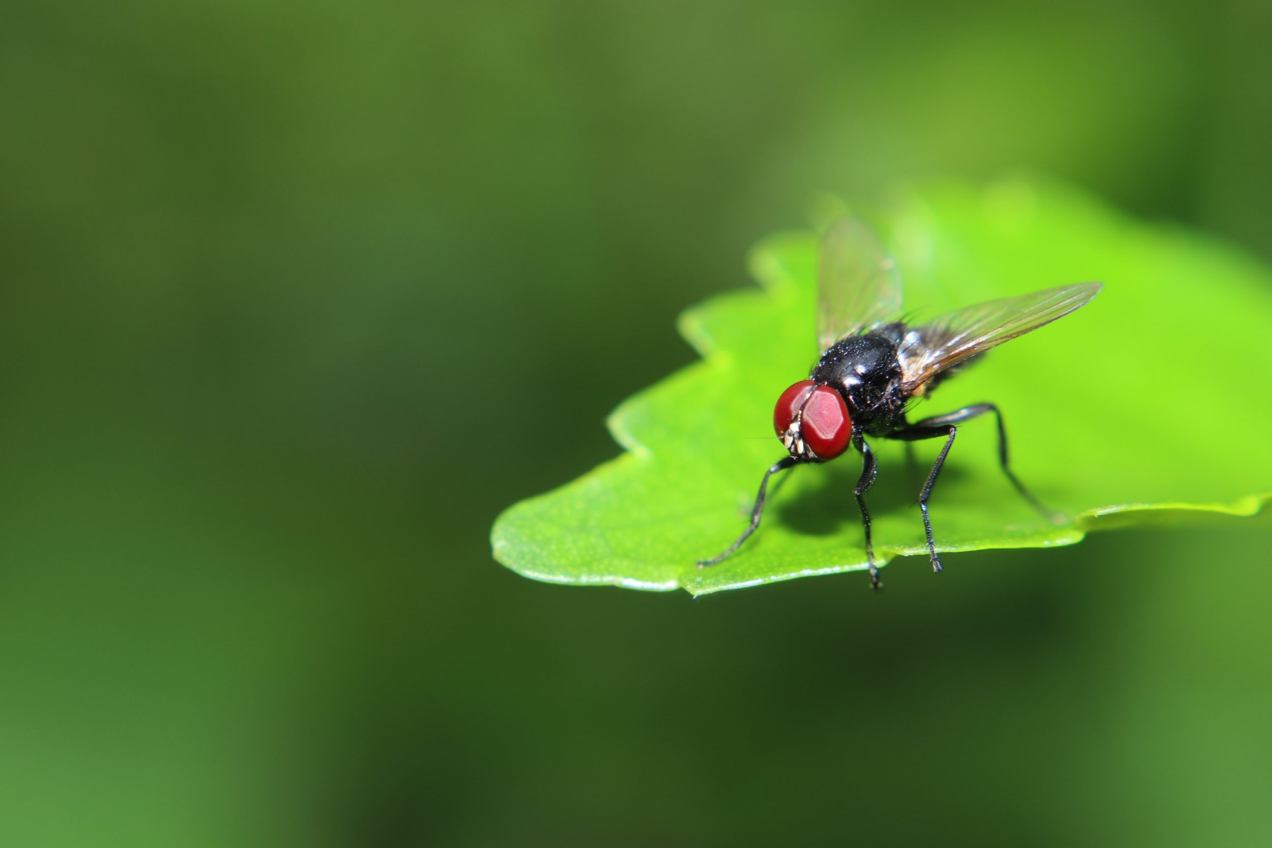 Não gaste mais com inseticida! 5 plantas ‘repelentes’ que as moscas detestam o cheiro