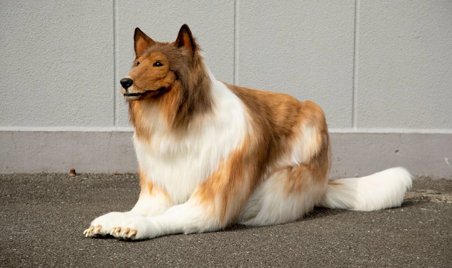 Homem que virou “cachorro” não está sozinho – e agora cria zoológico para mais gente