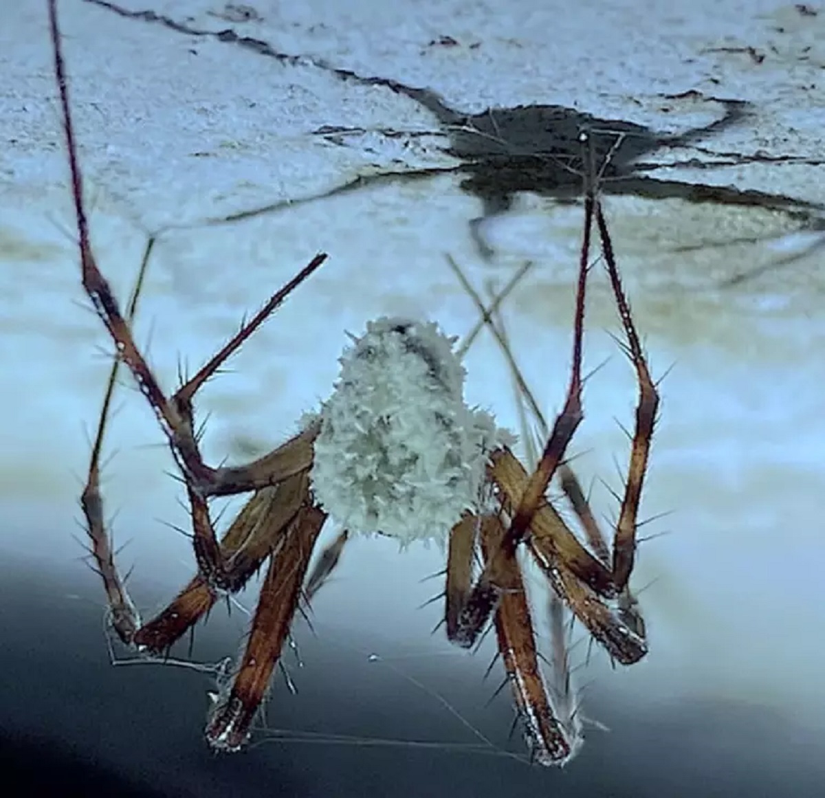 Fungo zumbi de ‘The Last Of Us’ existe na vida real? Veja o que ele fez com essas aranhas