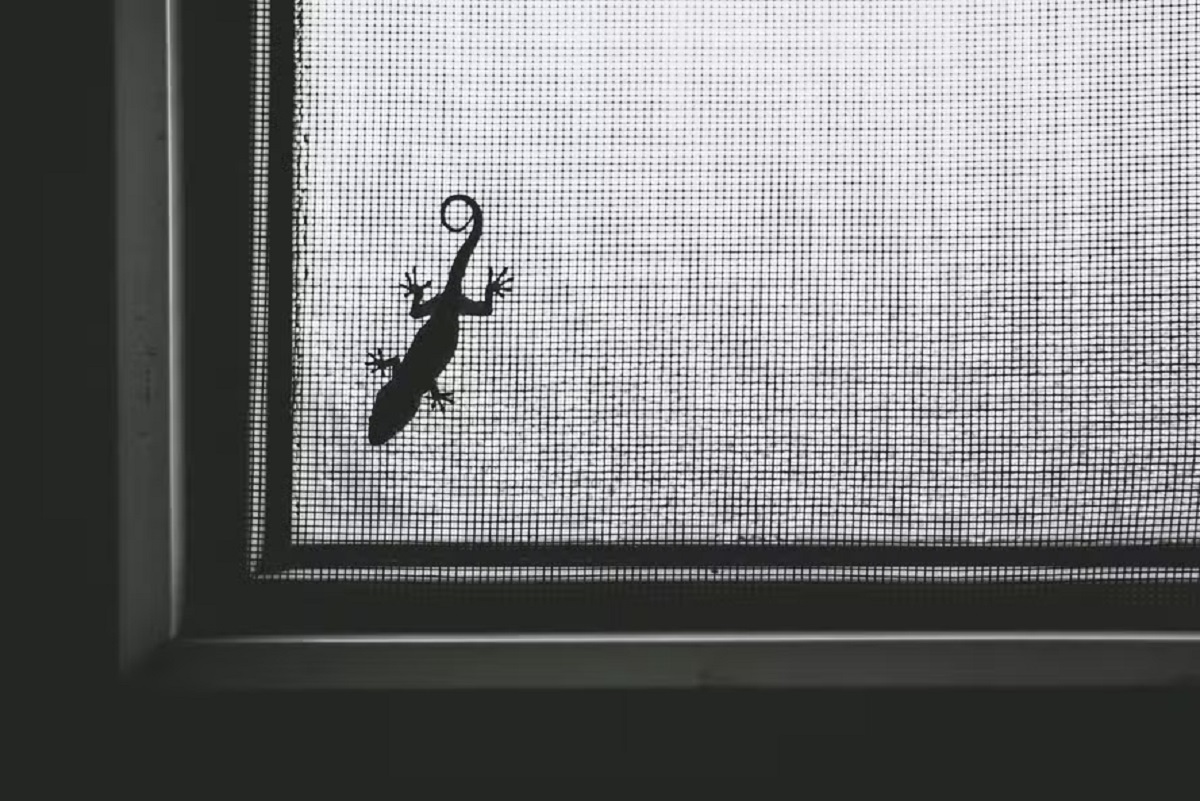 O que significa encontrar lagartixas em casa: afinal, elas picam?