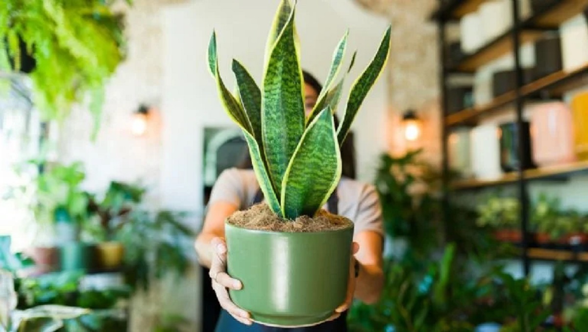 Não coloque esta planta em qualquer lugar: ela pode alterar a energia da casa