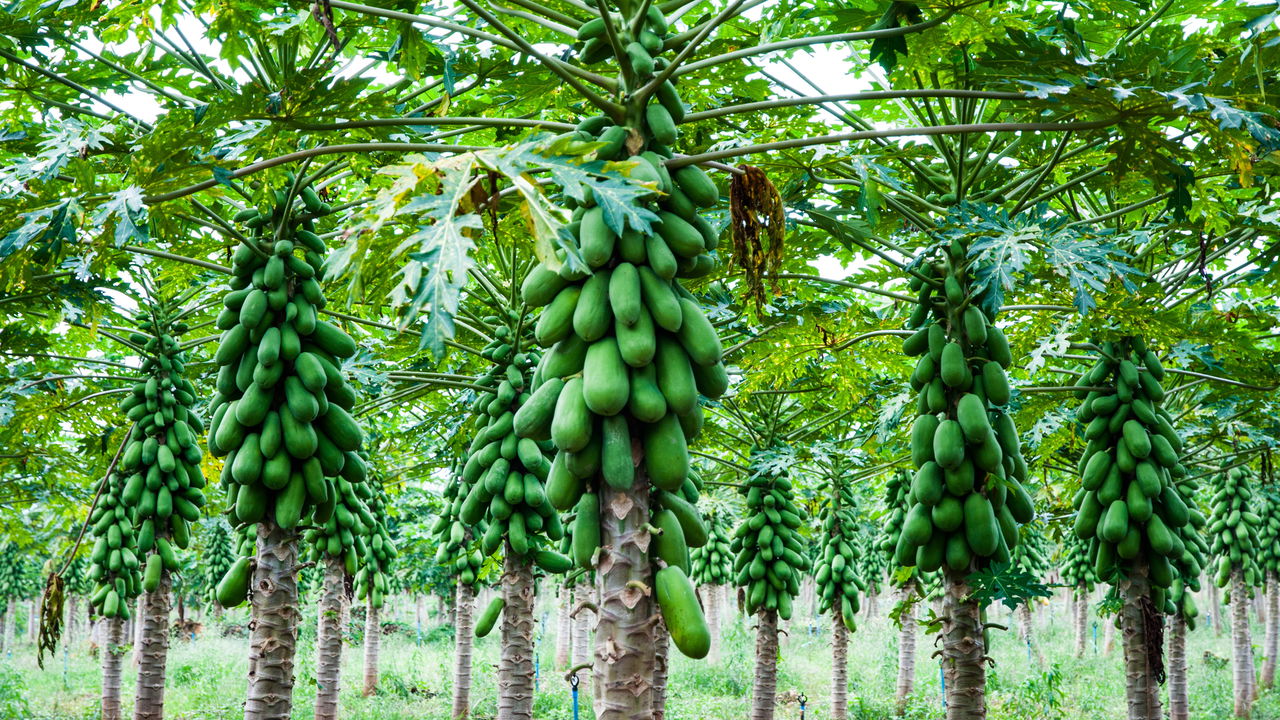 Vitamina todo dia! Como cultivar um pé de mamão em casa e garantir frutos em poucos meses