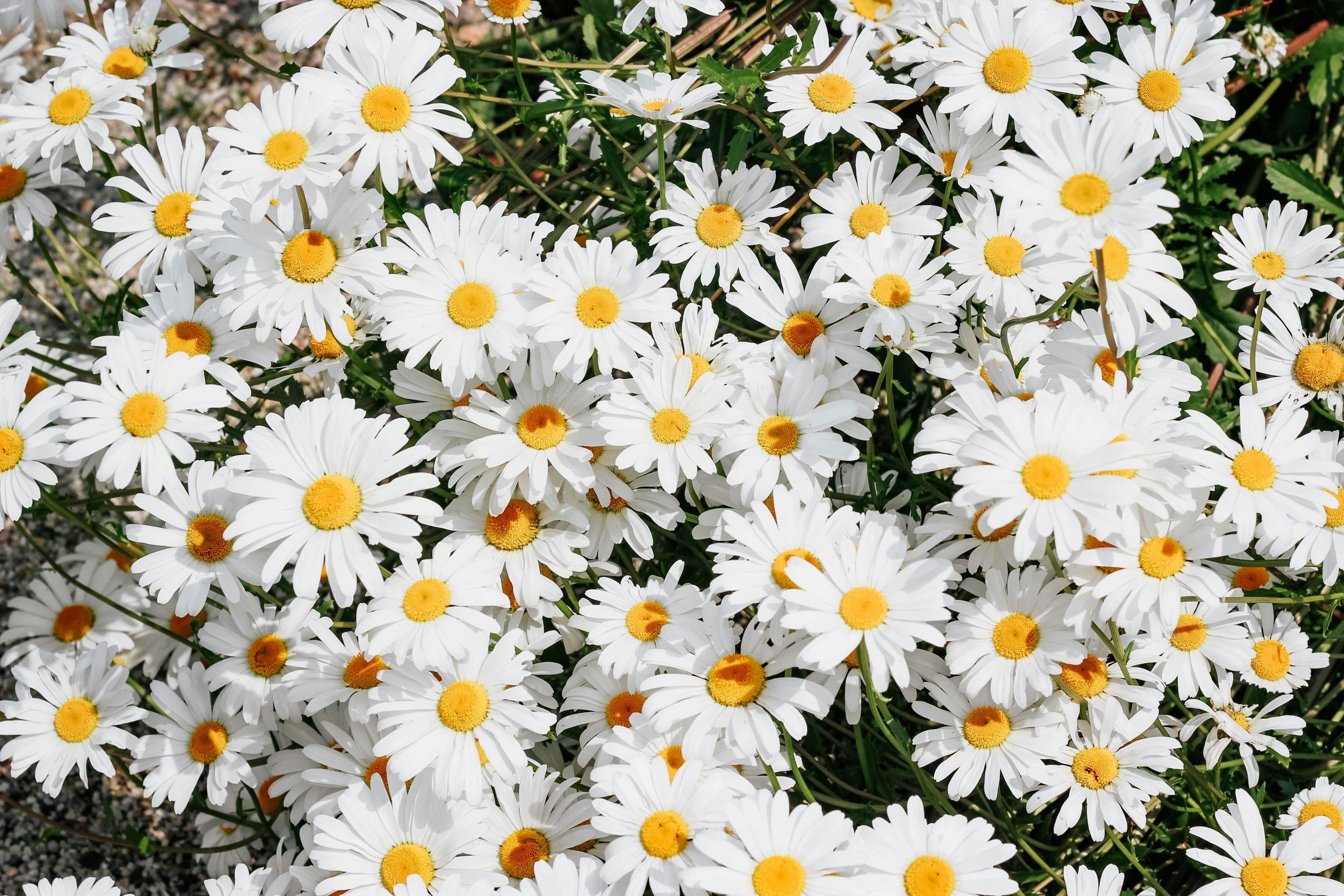 Abril tem uma flor especial – veja o que ela representa e como influencia sua vida