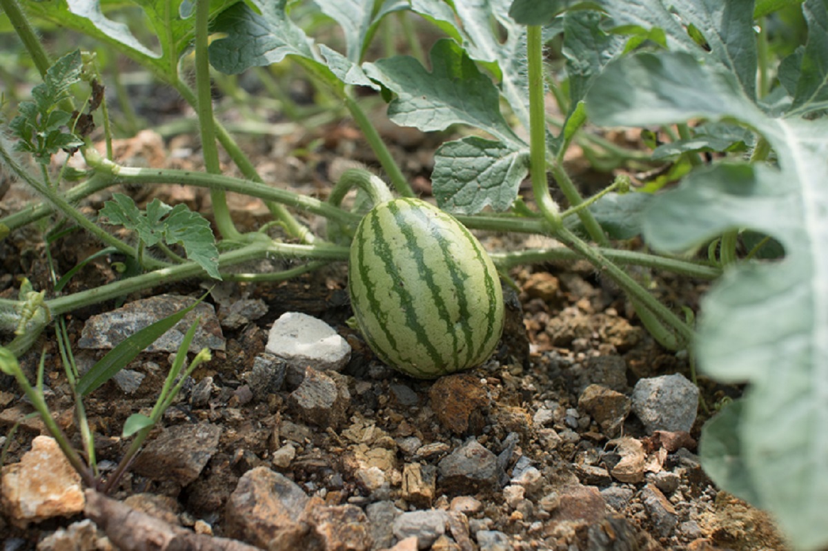 Como cultivar melancias no quintal? É mais fácil do que parece