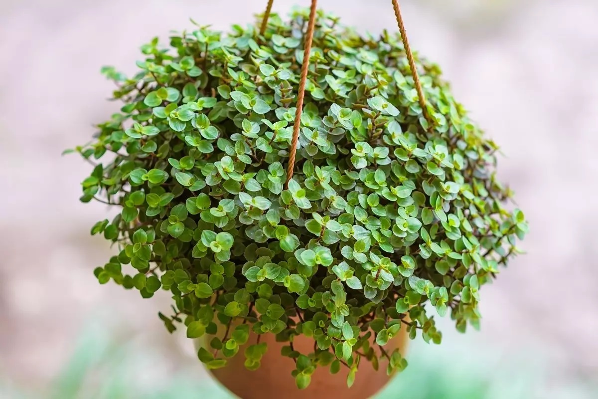4 plantas para cultivar em casa e transformá-la em um verdadeira ímã para dinheiro