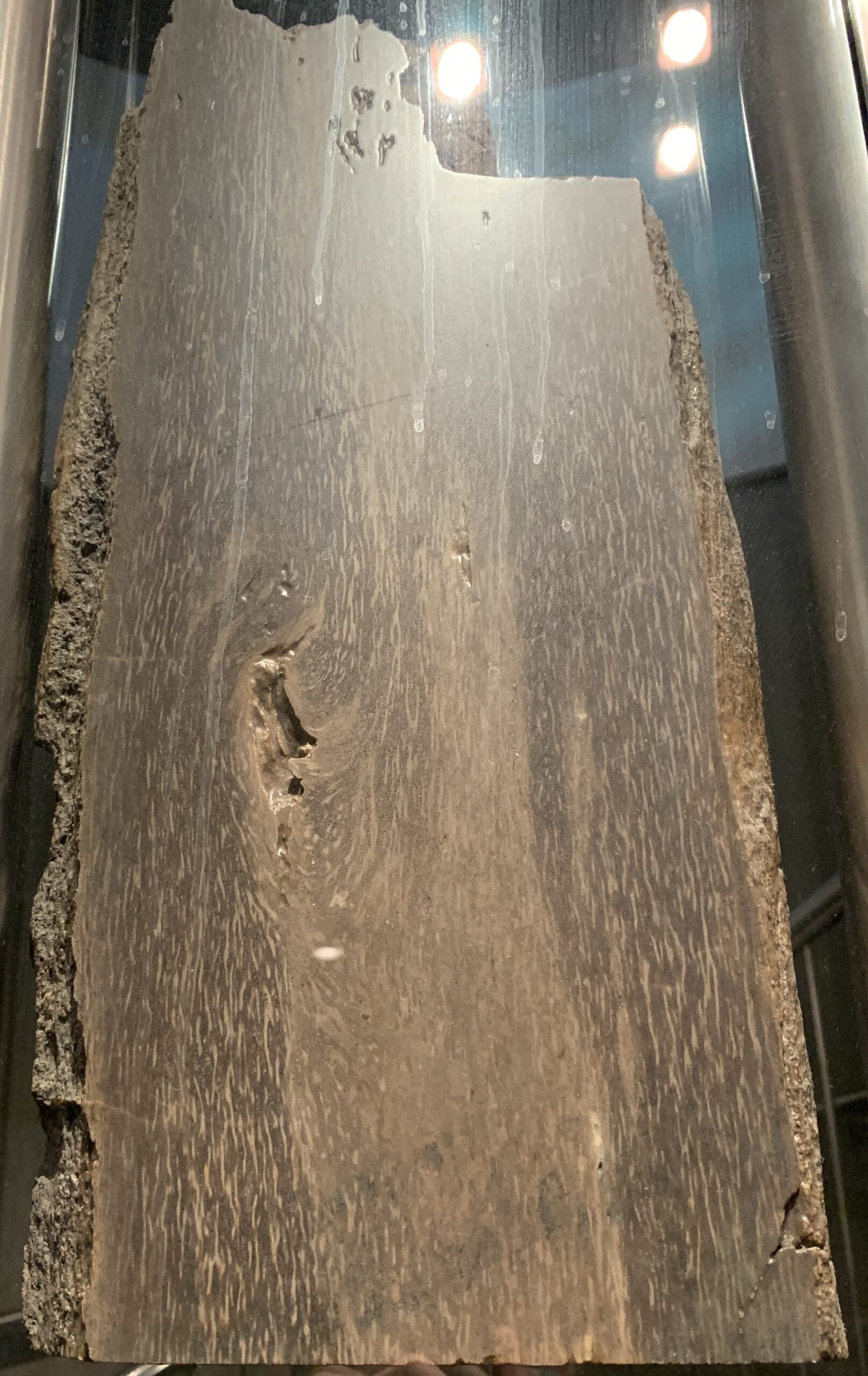 Nova forma de vida chocante intriga cientistas: o que é essa criatura gigante?