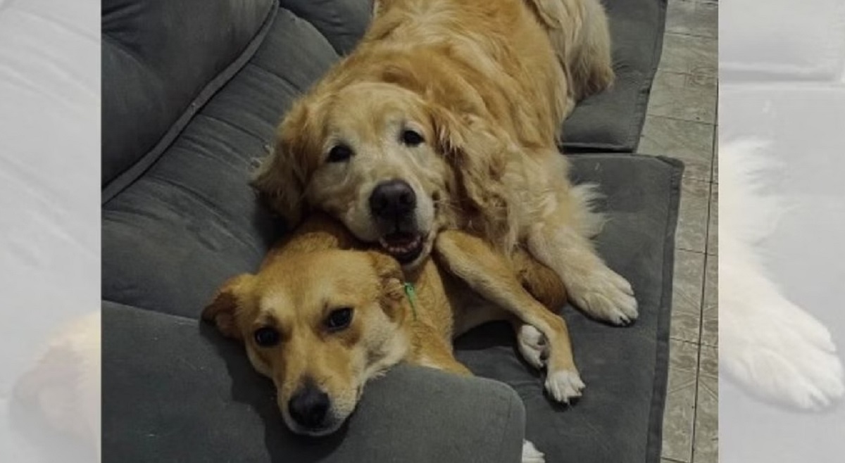 Golden retriever idoso é adotado por ‘vira-lata’ e sua vida nunca mais foi a mesma