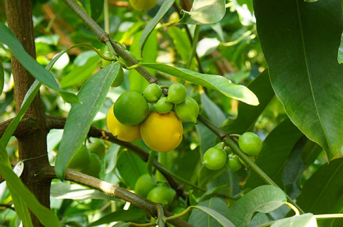 Frutinha brasileira que pode estar no jardim da sua casa é uma verdadeira mina de ouro
