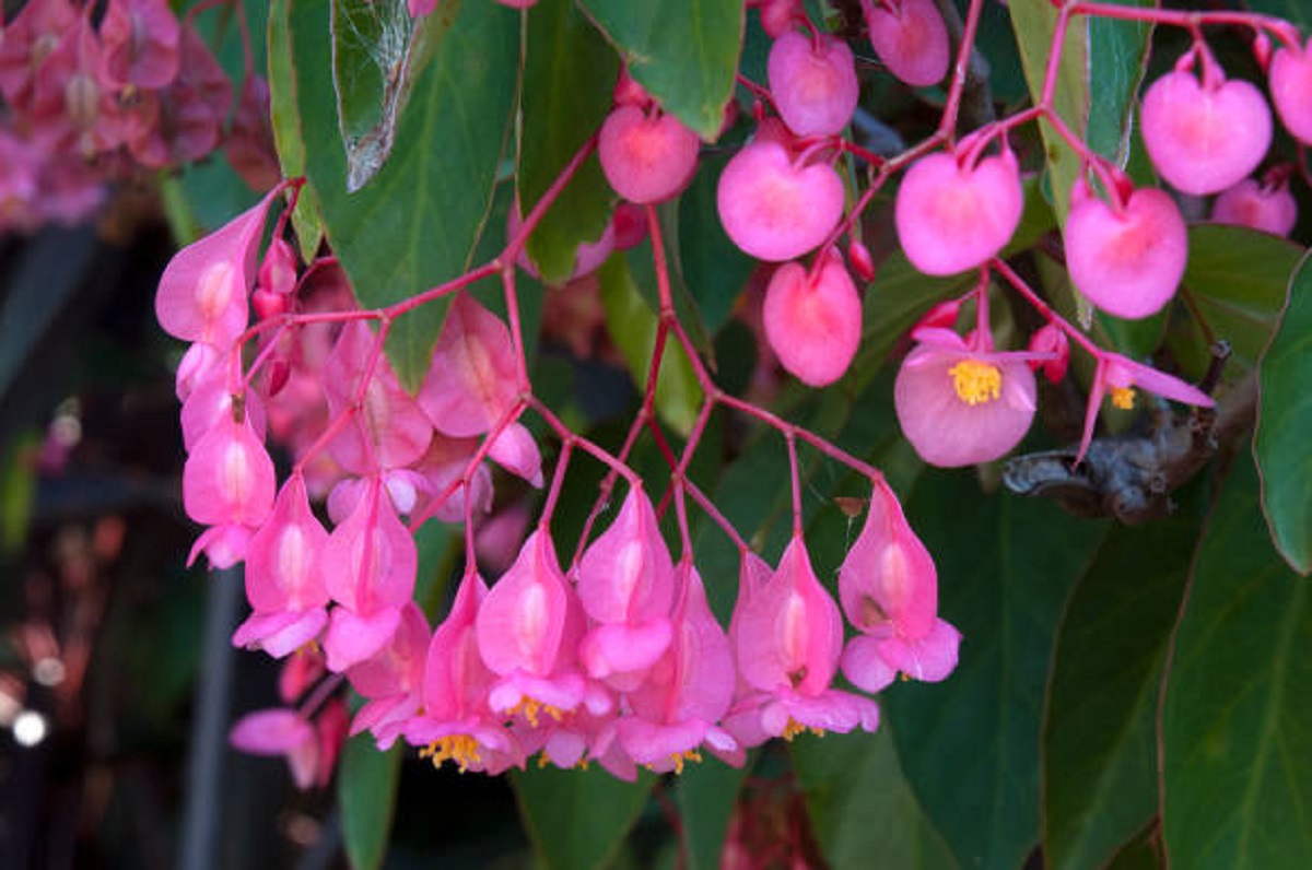 Jardim florido 365 dias! 5 dicas para cultivar essa planta que dá flores praticamente o ano todo