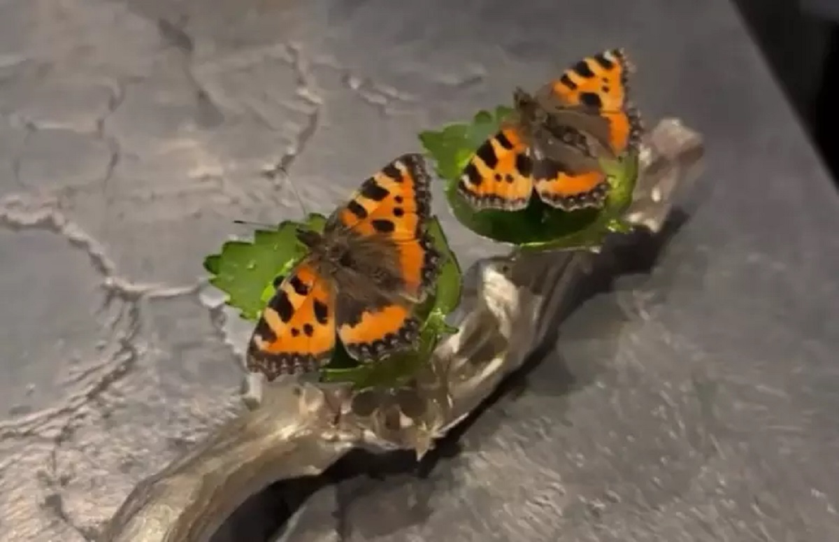 Borboletas comestíveis e mousse de cérebro de cordeiro! Jantar luxuoso de R$ 4 mil não é para qualquer um