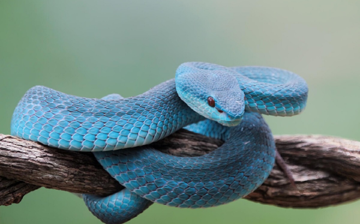 Olhos vermelhos e corpo azul! Apesar de exótica, essa cobra é mais venenosa que a cascavel