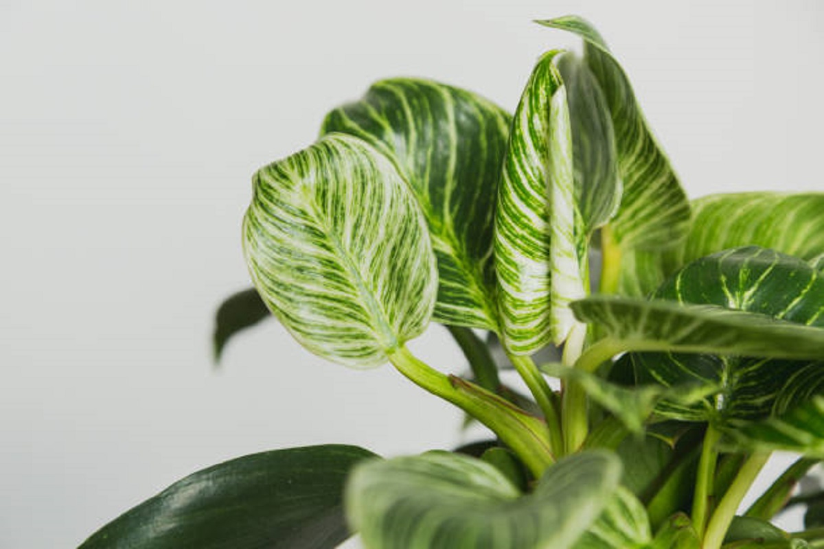 Nada de jiboia ou orquídea! Planta queridinha dos arquitetos e designers de interiores é ESTA