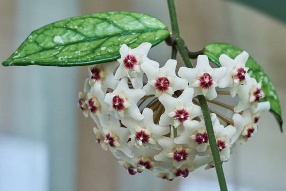 Quer fugir da modinha da zamioculca? ESSA é a planta que muda o ambiente com cor e perfume