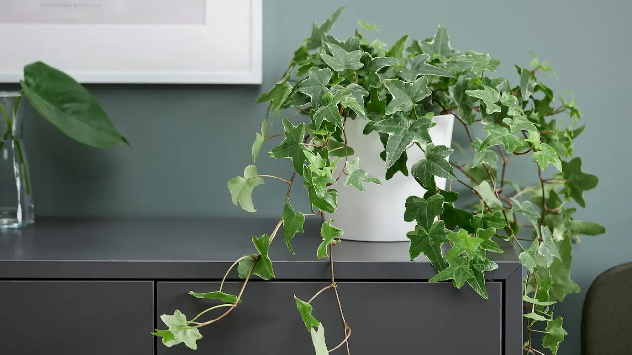 Beleza que atrai pragas! Ter essa planta em casa é como ter um ímã para insetos