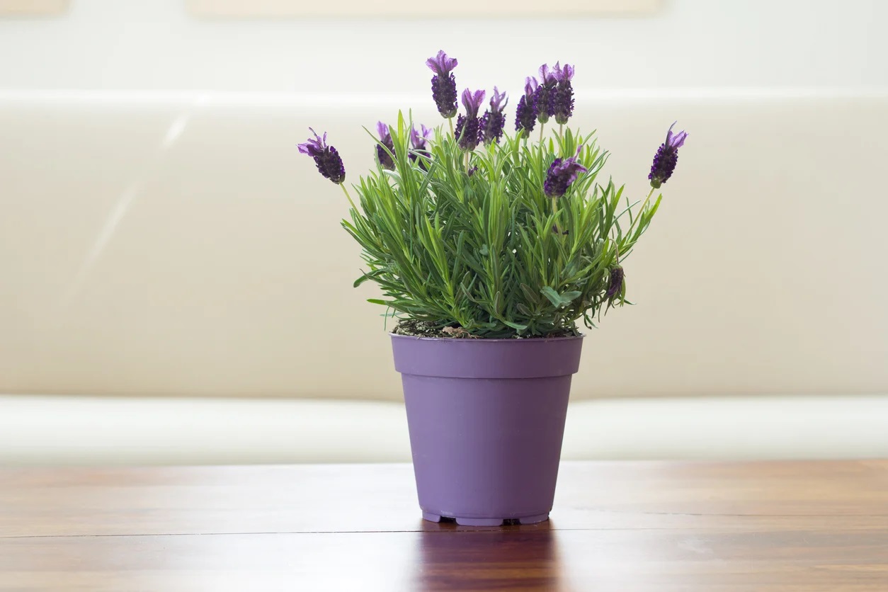 Natureza que acalma: 5 plantas para dormir melhor e reduzir o estresse naturalmente