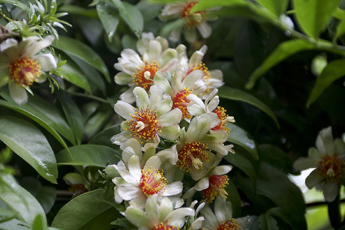 Por que algumas pessoas estão comendo a flor dessa planta?